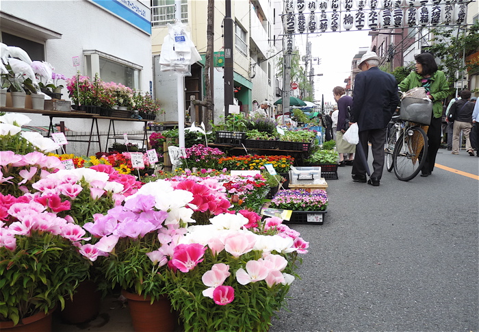 291 浅草 お富士さんの植木市 気ままな いい旅 ネット 第四部